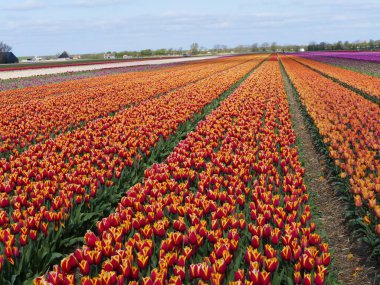 Parlak renklerden oluşan koca bir dünya: İlkbaharda Kuzey Hollanda, Hollanda ve Hollanda 'da lale tarlaları