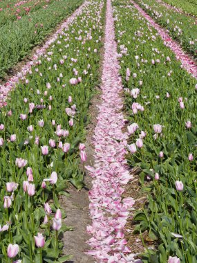 Burada Kuzey Hollanda, Hollanda 'da lalelerin çiçek açar açmaz 