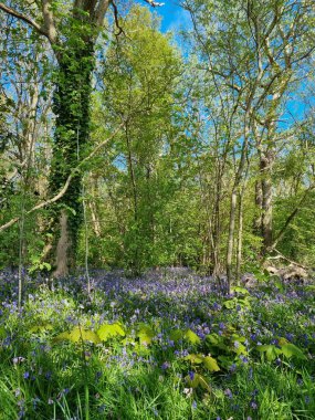 St. Maartenszee, Kuzey Hollanda, Hollanda ve Hollanda 'daki' Wildrijk 'doğal bir ormandır.
