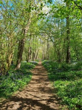 St. Maartenszee, Kuzey Hollanda, Hollanda, Hollanda ve Hollanda 'daki doğal bir orman olan 
