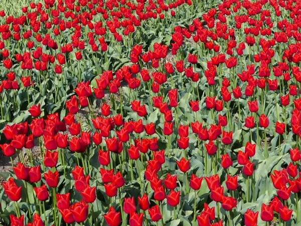 Une Grappe Belles Tulipes Rouge Vif — Photo