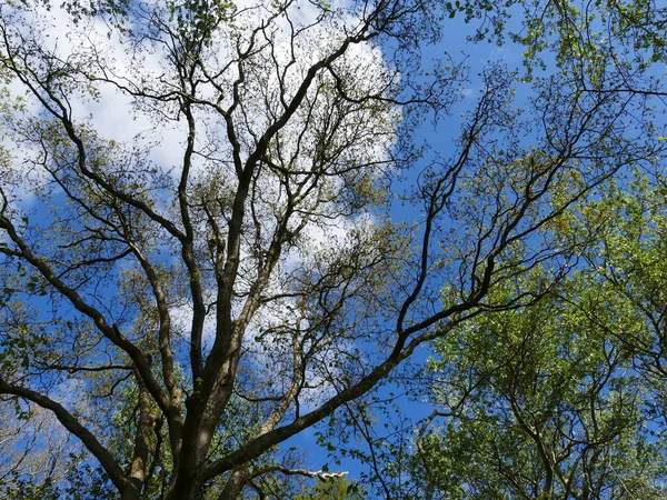 Вигляд Верхівки Дерев Вільдрейка Природного Лісу Сент Маартенсі Північна Голландія — стокове фото