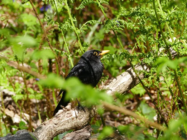 Schöne Aufmerksame Amsel Diese Hier Lebt Wildrijk Einem Naturschutzgebiet Maartenszee — Stockfoto