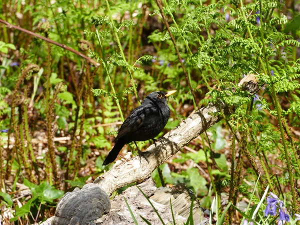 Beautiful Attentive Blackbird One Living Wildrijk Nature Reserve Maartenszee North — стоковое фото