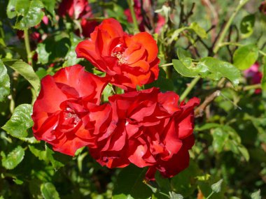 tatlı güzel kırmızı gül