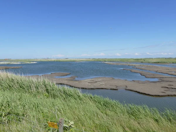 Zona Riproduzione Degli Uccelli Putten Nell Harger Pettemerpolder Vicino Petten — Foto Stock