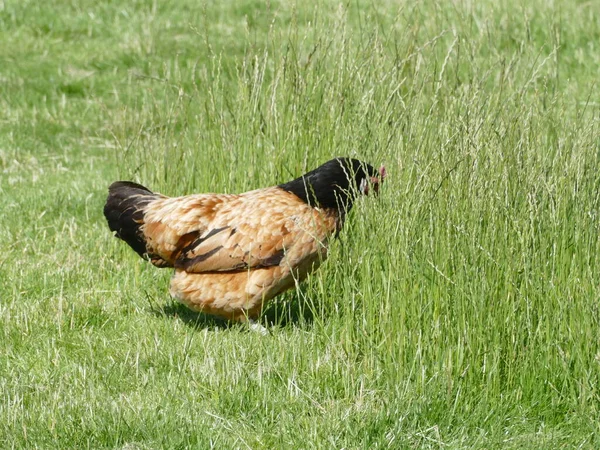 一只黑褐色的母鸡在草地上觅食 — 图库照片