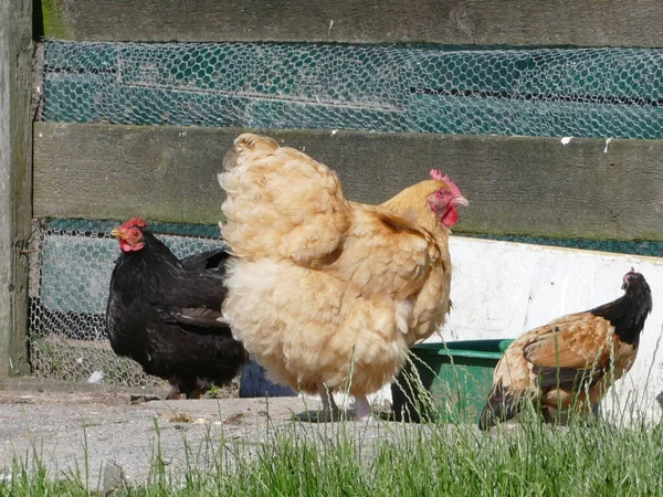 Black Brown Chickens Feeding Trough — Fotografia de Stock
