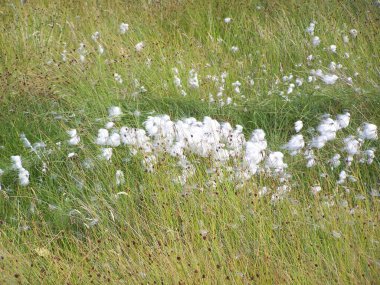 Orkney Anakarasındaki pamuk çimleri, Orkney Adaları, İskoçya, Birleşik Krallık