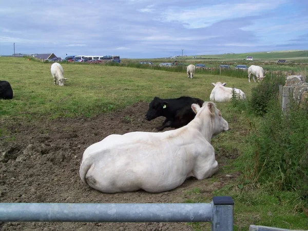 Resting Cattle Skaill House Orkney Mainland Orkney Islands Scotland United — Stock fotografie