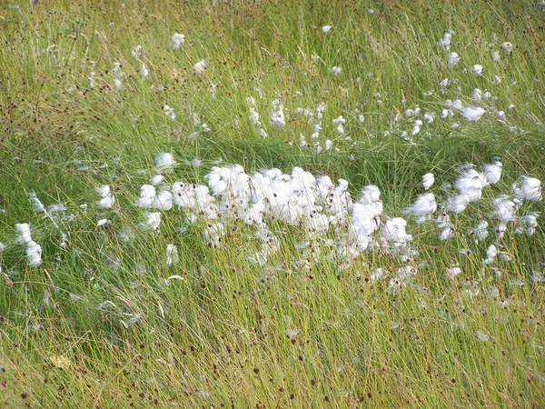 Cotton Grass Orkney Mainland Orkney Islands Scotland United Kingdom — 스톡 사진
