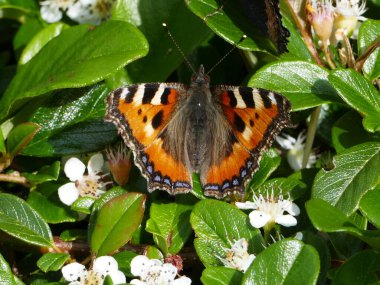 Close-up of a beautiful butterfly (Northern Tortoiseshell, aglais urticae) on a ground covering plant