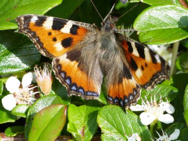 Close-up of a beautiful butterfly (Northern Tortoiseshell, aglais urticae) on a ground covering plant