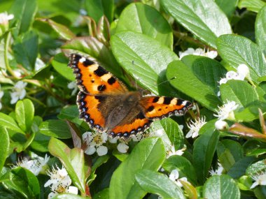 Close-up of a beautiful butterfly (Northern Tortoiseshell, aglais urticae) on a ground covering plant