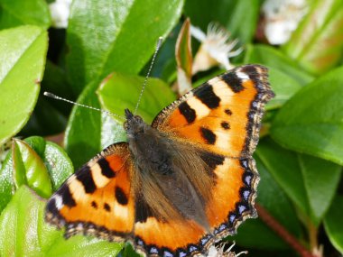 Close-up of a beautiful butterfly (Northern Tortoiseshell, aglais urticae) on a ground covering plant