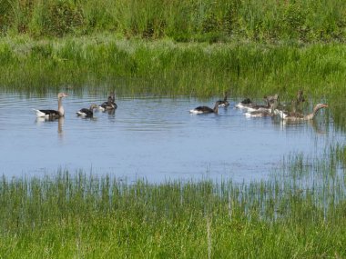 Geese in a small lake in the natural Hellinghauser Mersch near Lippstadt, North Rhine-Westphalia, Germany