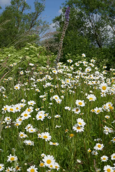 Beautiful Oxeyed Daisies Slope — 스톡 사진