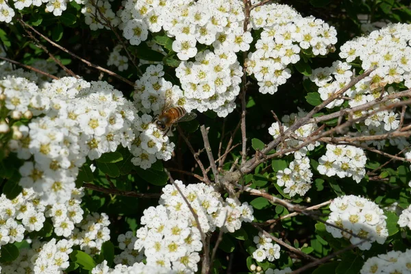 Крупный План Пчелы Белом Цветке — стоковое фото