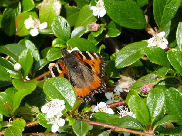 Close Beautiful Butterfly Northern Tortoiseshell Aglais Urticae Ground Covering Plant — Stock Photo, Image