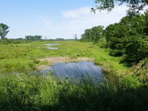 Natural ponds, swamp and meadowland in the nature reserve Hellinghauser Mersch near Lippstadt, North Rhine-Westphalia, Germany
