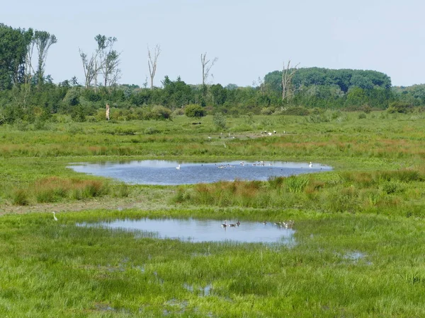 Natural Ponds Swamp Meadowland Nature Reserve Hellinghauser Mersch Lippstadt North — Stock Photo, Image