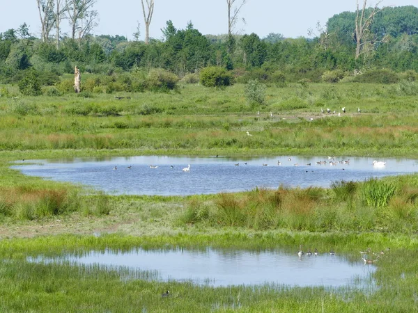 Natural ponds, swamp and meadowland in the nature reserve Hellinghauser Mersch near Lippstadt, North Rhine-Westphalia, Germany