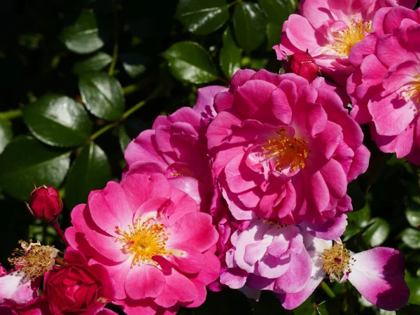 Closeup of pink roses with open blossoms