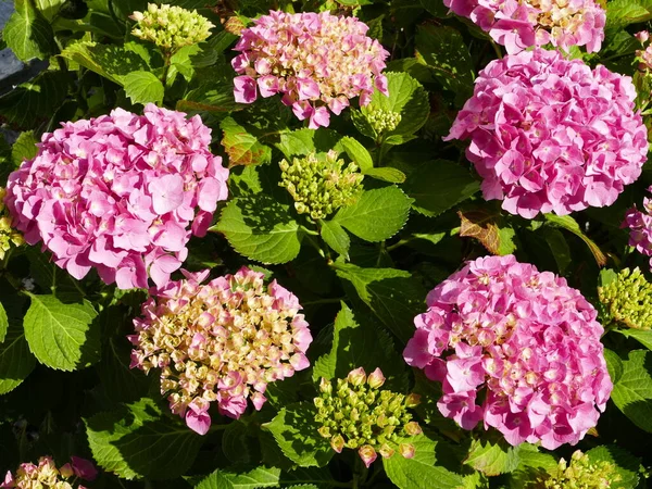 Bright Pink Hydrangea Different Flowering Stages Freh Bloom Bloom Fade — Zdjęcie stockowe