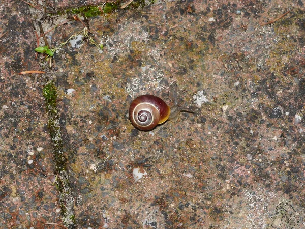 Little Snail Slow Path Stony Ground — Fotografie, imagine de stoc