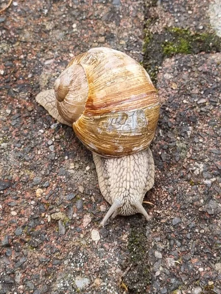 Closeup Roman Snail — 图库照片