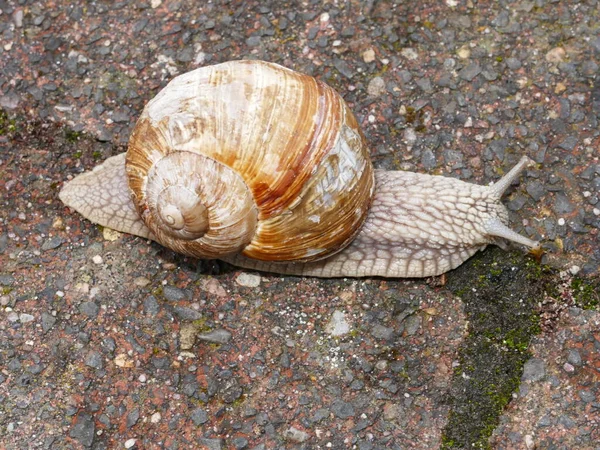 Closeup Roman Snail — kuvapankkivalokuva