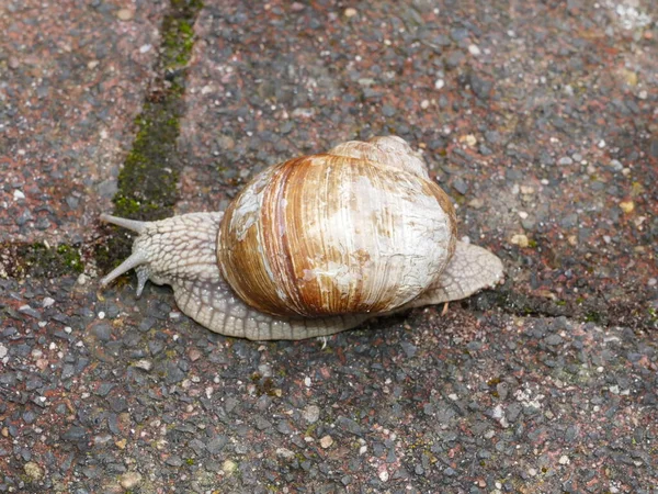 Closeup Roman Snail — 图库照片