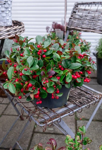 Piros Őszi Kerti Virágok Utcai Piacon Hollandiában — Stock Fotó