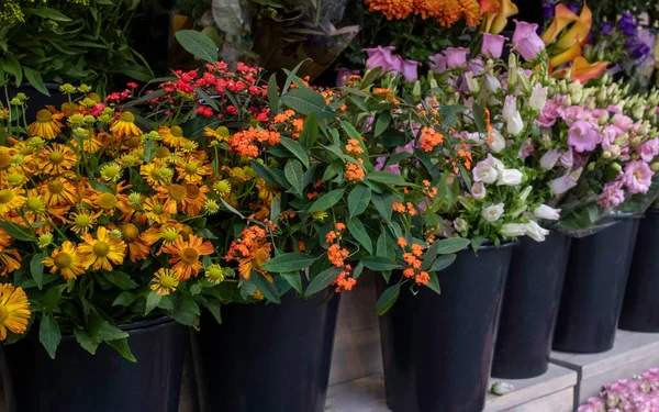 Sok Őszi Kerti Virág Utcai Piacon Hollandiában — Stock Fotó