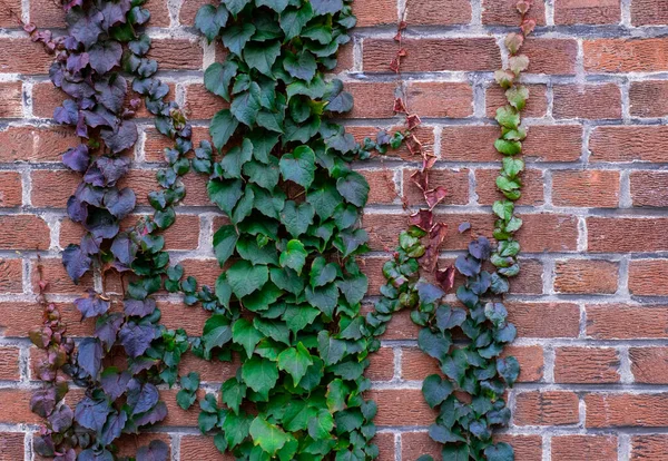Brick Wall Greenery Growth Bunch Street Grass Leaf Violet Purple — Stock Photo, Image