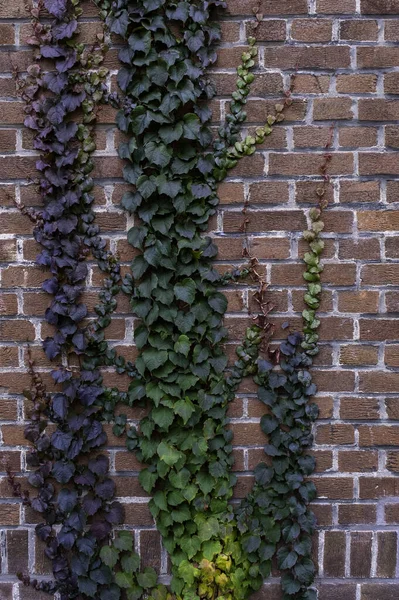 Ziegelmauer Grün Wachstum Bündel Straße Gras Blatt Violett Lila — Stockfoto