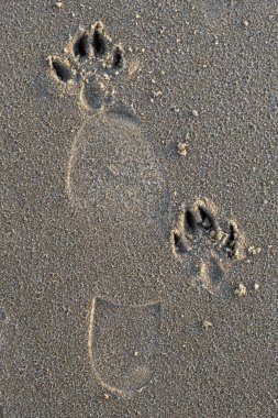 Köpeğin ve insanın kumdaki ayak izleri, güneş ışığı, üst manzara. Hayvan ve insan kavramı arasındaki arkadaşlık ve bakım.