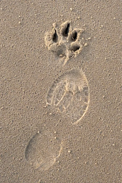 Fußstapfen Von Hund Und Mensch Auf Dem Sand Bei Sonnenschein — Stockfoto