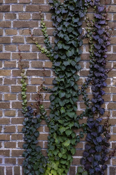 Ziegelmauer Grün Wachstum Bündel Straße Gras Blatt Violett Lila — Stockfoto