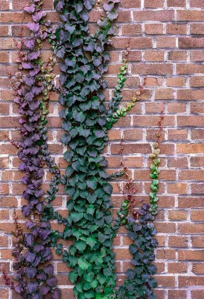 Ziegelmauer Grün Wachstum Bündel Straße Gras Blatt Violett Lila — Stockfoto