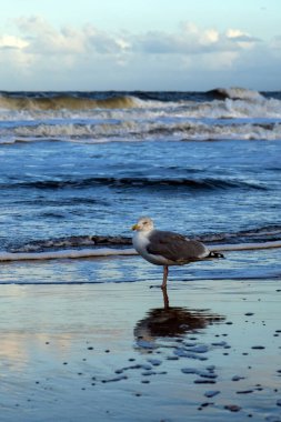 Gri martı denizde ya da okyanus kıyısında durur ve kameraya bakar. Scheveningen, Lahey, Den Haag, Hollanda
