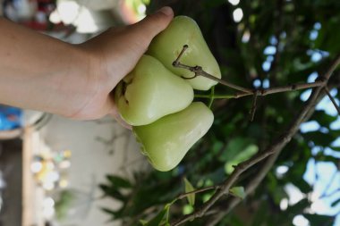 Bahçıvanlar Tayland bahçesindeki ağaçtan yeşil elma toplamak için ellerini kullanırlar.