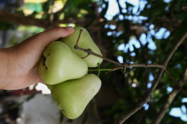 Bahçıvanlar Tayland bahçesindeki ağaçtan yeşil elma toplamak için ellerini kullanırlar.