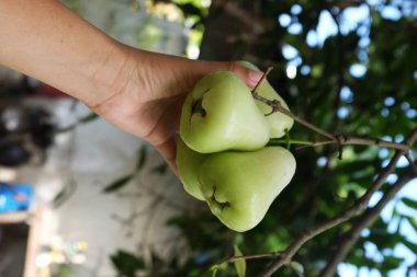 Bahçıvanlar Tayland bahçesindeki ağaçtan yeşil elma toplamak için ellerini kullanırlar.