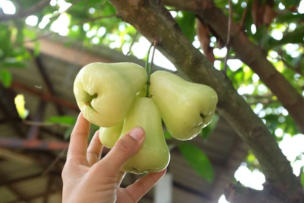 Gardeners Use Hands Pick Green Rose Apples Tree Garden Thailand — Stok fotoğraf