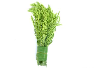 Acacia Pennata or Climbing Wattle or Cha-om green leaves isolated on white background.
