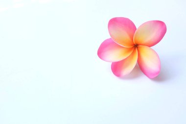 Üst manzara pembe bir tesisat ya da Frangipani çiçekleri beyaz arka planda izole edilir