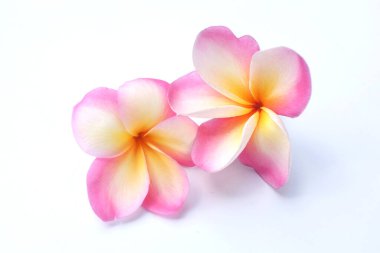 Üst manzara pembe bir tesisat ya da Frangipani çiçekleri beyaz arka planda izole edilir