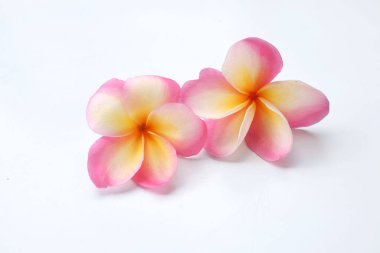 Üst manzara pembe bir tesisat ya da Frangipani çiçekleri beyaz arka planda izole edilir