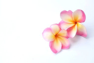 Üst manzara pembe bir tesisat ya da Frangipani çiçekleri beyaz arka planda izole edilir
